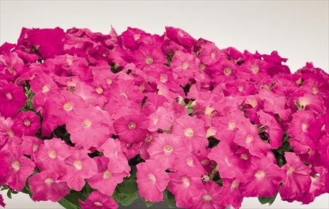photo of flower to be used as: Pot and bedding Petunia hybrida Success Rose