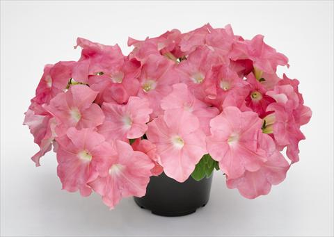 photo of flower to be used as: Pot and bedding Petunia hybrida Success Salmon