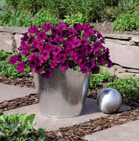 photo of flower to be used as: Pot and bedding Petunia hybrida Success Violet