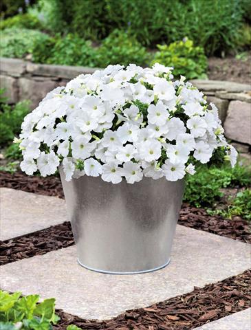 photo of flower to be used as: Pot and bedding Petunia hybrida Success White