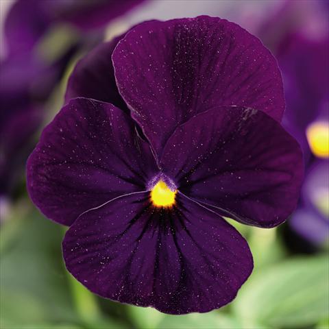 photo of flower to be used as: Pot and bedding Viola cornuta Admire™ Deep Blue