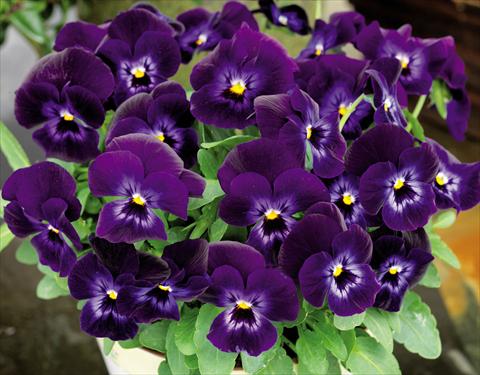 photo of flower to be used as: Pot and bedding Viola cornuta Admire™ Denim