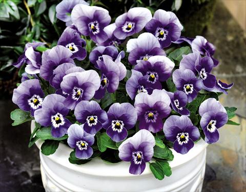 photo of flower to be used as: Pot and bedding Viola cornuta Admire™ Marina