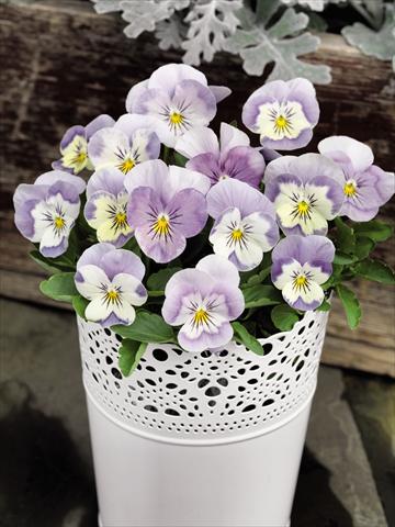 photo of flower to be used as: Pot and bedding Viola cornuta Admire™ Pink Surprise