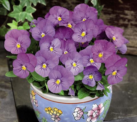photo of flower to be used as: Pot and bedding Viola cornuta Admire™ Pink
