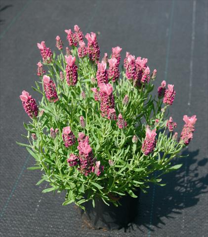 photo of flower to be used as: Bedding / border plant Lavandula stoechas Little Bee Deep Rose