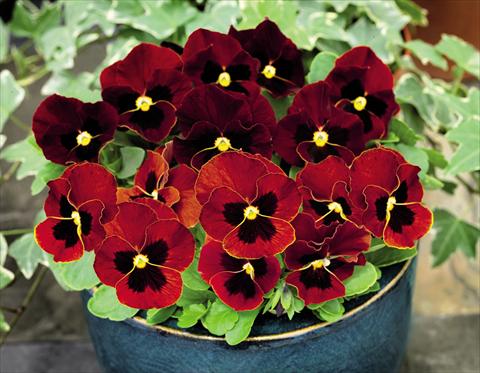 photo of flower to be used as: Pot and bedding Viola cornuta Admire™ Red Blotch