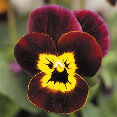 photo of flower to be used as: Pot and bedding Viola cornuta Admire™ Ruby Gold