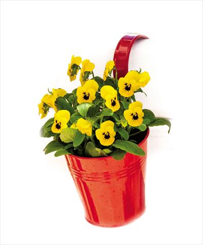 photo of flower to be used as: Pot and bedding Viola cornuta Admire™ Yellow Blotch