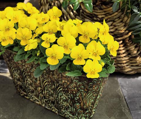 photo of flower to be used as: Pot and bedding Viola cornuta Admire™ Yellow