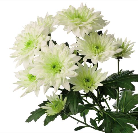 photo of flower to be used as: Cutflower Chrysanthemum Baltica Lime