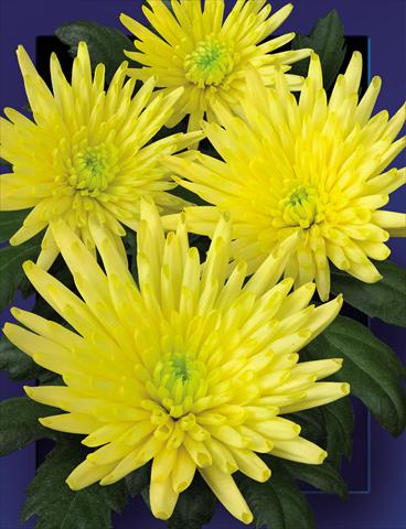 photo of flower to be used as: Cutflower Chrysanthemum Carolle Yellow