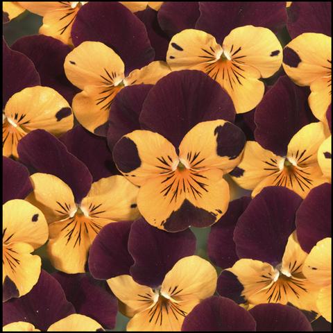 photo of flower to be used as: Bedding / border plant Viola cornuta Callisto Orange with Red Wing