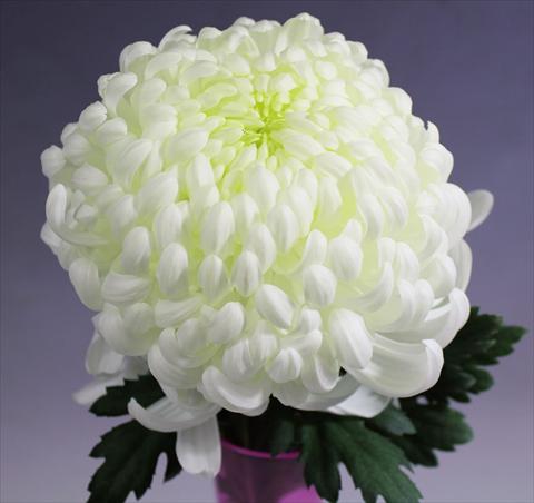 photo of flower to be used as: Pot Chrysanthemum Vienna White