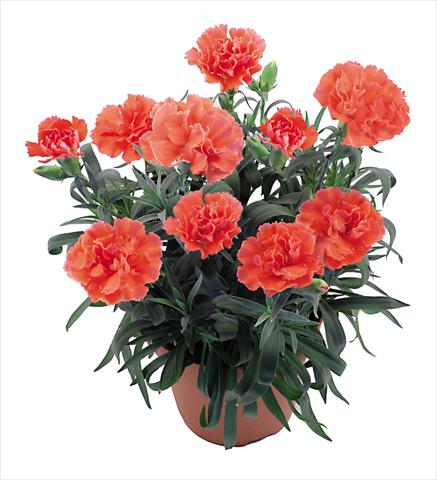 photo of flower to be used as: Pot Dianthus caryophyllus Capriccio Coral