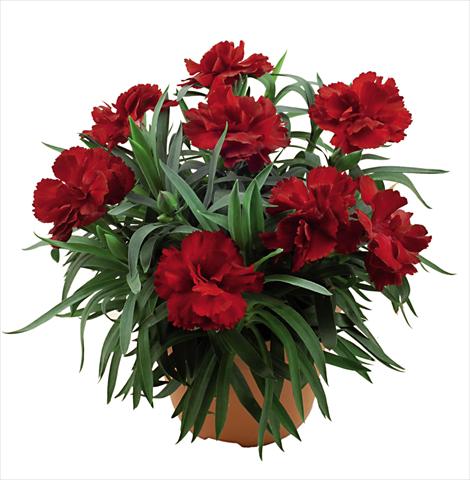 photo of flower to be used as: Pot Dianthus caryophyllus Capriccio Dark Red
