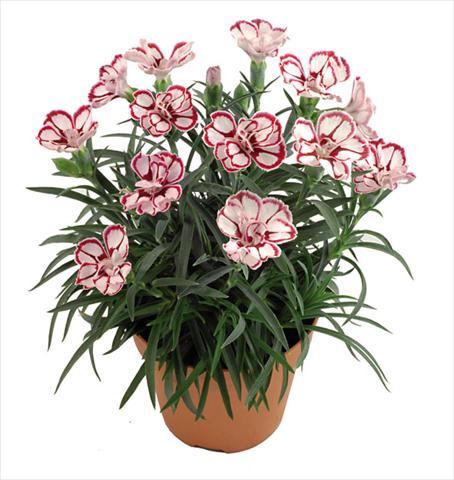 photo of flower to be used as: Pot Dianthus caryophyllus Capriccio Fancy Crimson