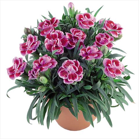 photo of flower to be used as: Pot Dianthus caryophyllus Capriccio Fancy Violet