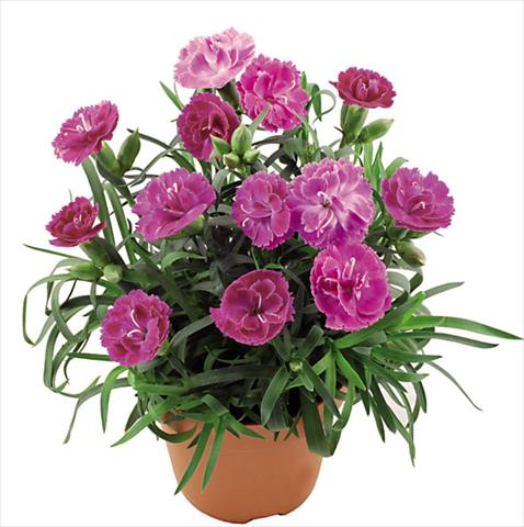 photo of flower to be used as: Pot Dianthus caryophyllus Capriccio Lavender