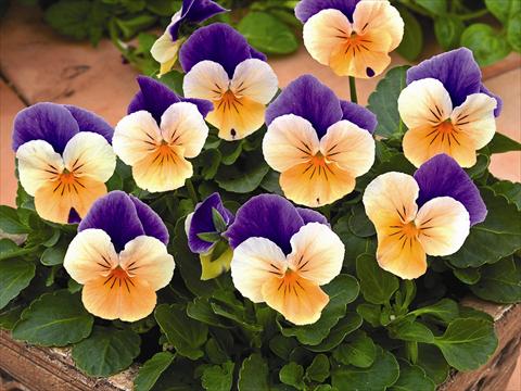 photo of flower to be used as: Bedding / border plant Viola cornuta Callisto Peach Duet