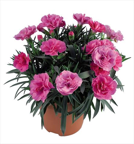 photo of flower to be used as: Pot Dianthus caryophyllus Capriccio Mauve