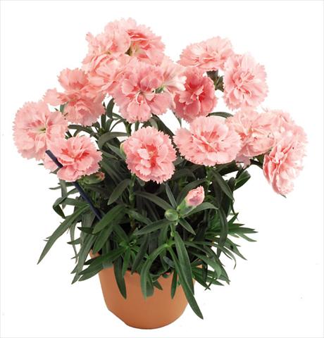 photo of flower to be used as: Pot Dianthus caryophyllus Capriccio Salmon