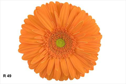photo of flower to be used as: Pot Gerbera jamesonii Gwenda