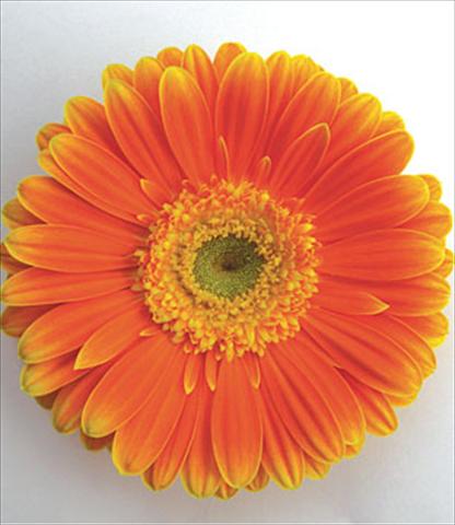 photo of flower to be used as: Pot Gerbera jamesonii Kyllian Arancio