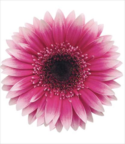 photo of flower to be used as: Pot Gerbera jamesonii Mission Bicolore Viola