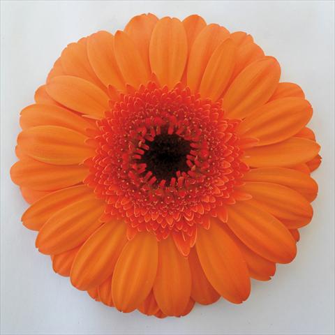 photo of flower to be used as: Pot Gerbera jamesonii Shana