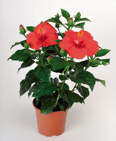photo of flower to be used as: Pot Hibiscus rosa-sinensis Porto