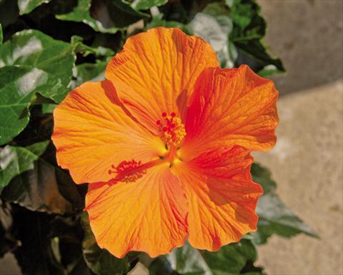 photo of flower to be used as: Pot Hibiscus rosa-sinensis Torino