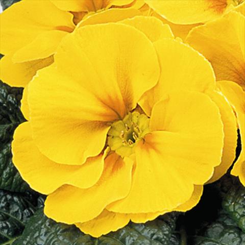 photo of flower to be used as: Basket / Pot Primula acaulis, veris, vulgaris Maxi Yellow with Eye