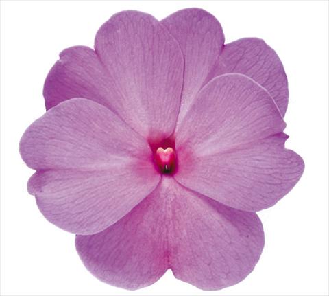 photo of flower to be used as: Bedding pot or basket Impatiens N. Guinea RE-AL Galaxy Gaia Lilla