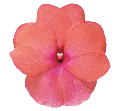 photo of flower to be used as: Bedding pot or basket Impatiens N. Guinea RE-AL Galaxy Sofia Rosa con Occhio