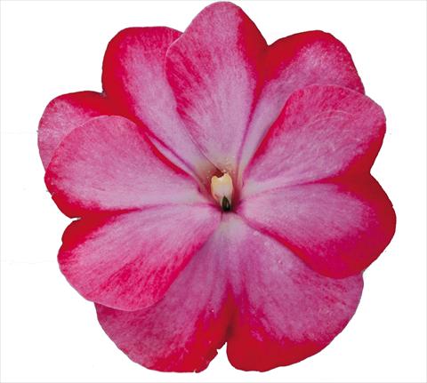 photo of flower to be used as: Bedding pot or basket Impatiens N. Guinea RE-AL Galaxy Tiago Bicolore rosa rosso