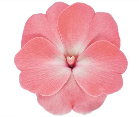 photo of flower to be used as: Bedding pot or basket Impatiens N. Guinea RE-AL Galaxy Yasmin Rosa Albicocca con occhio