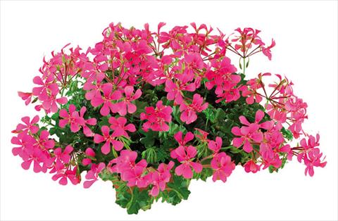 photo of flower to be used as: Pot Pelargonium peltatum Joker Hot Pink