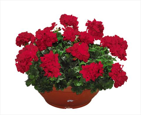 photo of flower to be used as: Pot Pelargonium zonale Openeyes Cherry Red