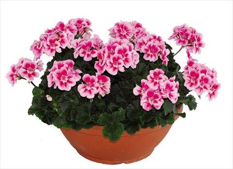 photo of flower to be used as: Pot Pelargonium zonale Openeyes Pink Fucsia Splash