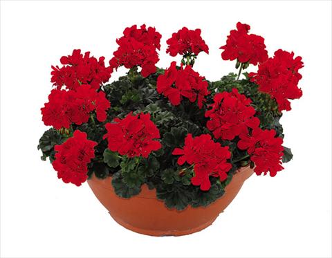 photo of flower to be used as: Pot Pelargonium zonale Openeyes Shaggy Red