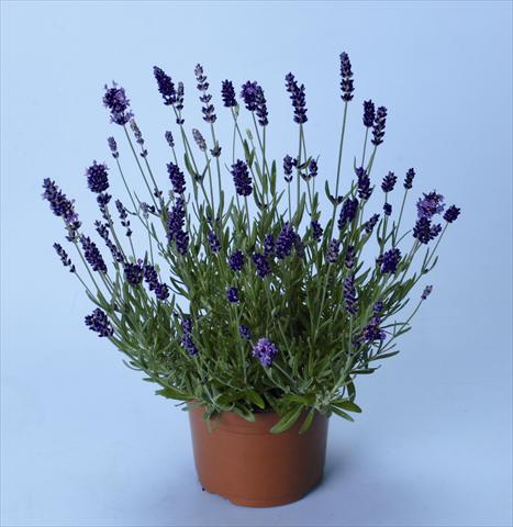 photo of flower to be used as: Bedding / border plant Lavandula angustifolia Ellagance