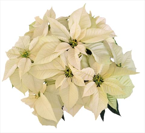 photo of flower to be used as: Pot Poinsettia - Euphorbia pulcherrima RE-AL Snowball