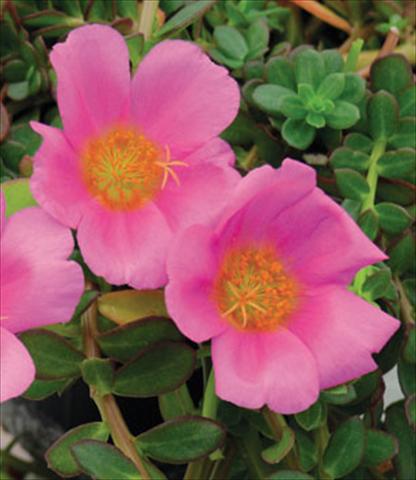 photo of flower to be used as: Pot Portulaca Electric Pink