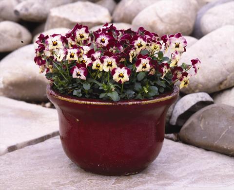 photo of flower to be used as: Bedding / border plant Viola cornuta Valentine