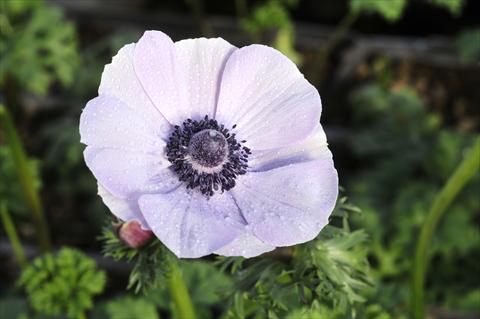 photo of flower to be used as: Cutflower Anemone coronaria L. Mistral Plus Rarity