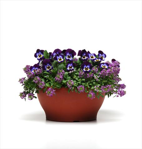 photo of flower to be used as: Basket / Pot 2 Combo Coloursgames Purple Cotton