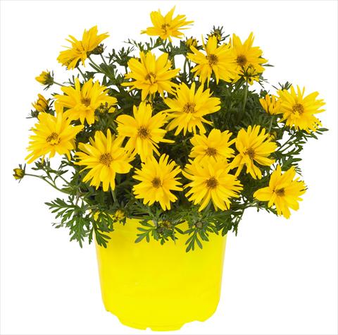 photo of flower to be used as: Pot and bedding Bidens ferulifolia Fiordoro Double