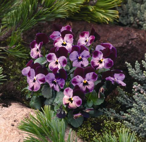 photo of flower to be used as: Bedding / border plant Viola cornuta Pierrot F1