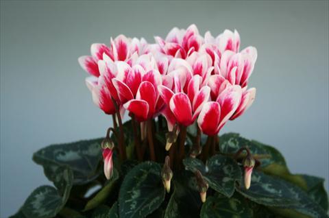 photo of flower to be used as: Pot Cyclamen persicum mini Mini ciclamino Picola Shine Red